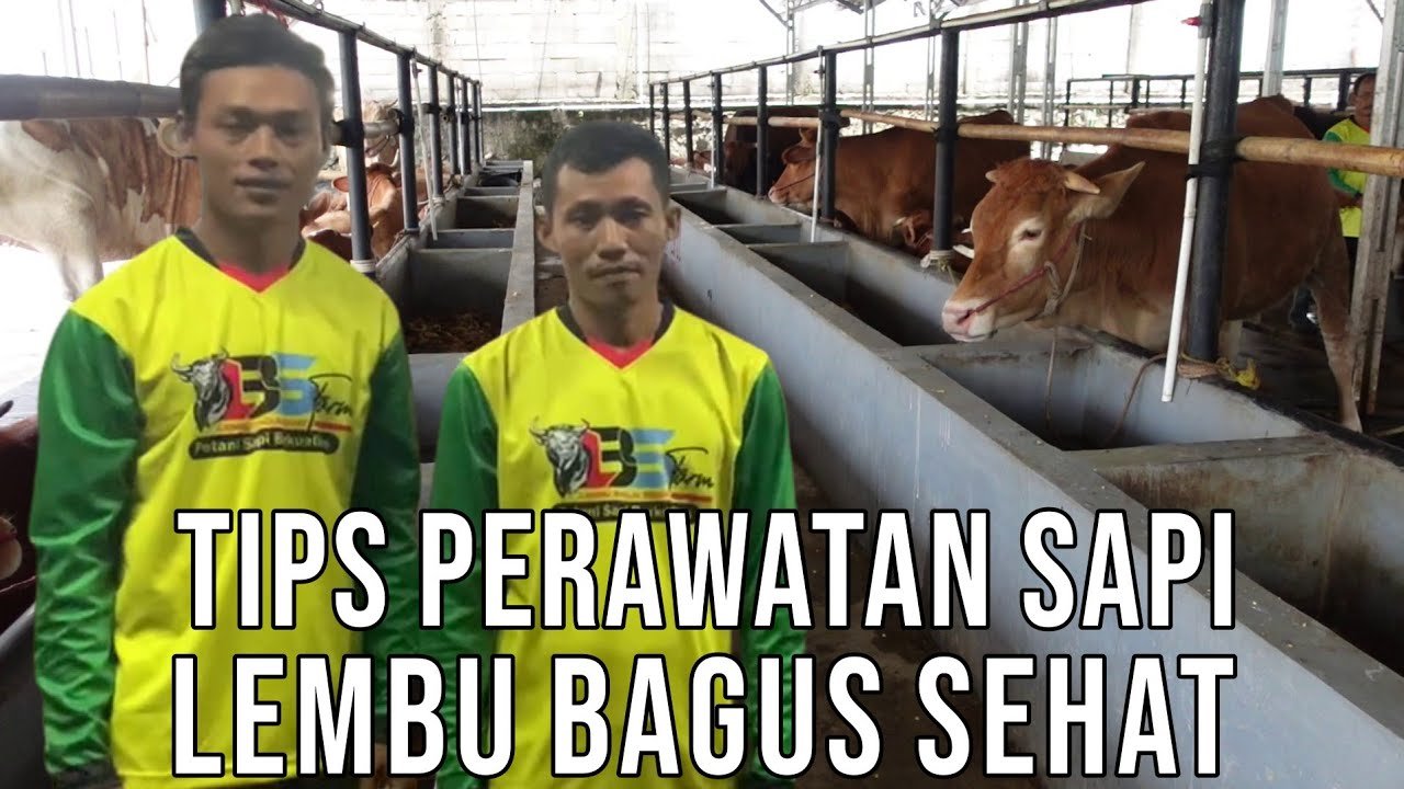 
                                 Tips-Perawatan-Sapi-Super-Lembu-Bagus-Sehat